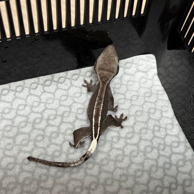 아잔틱 풀핀