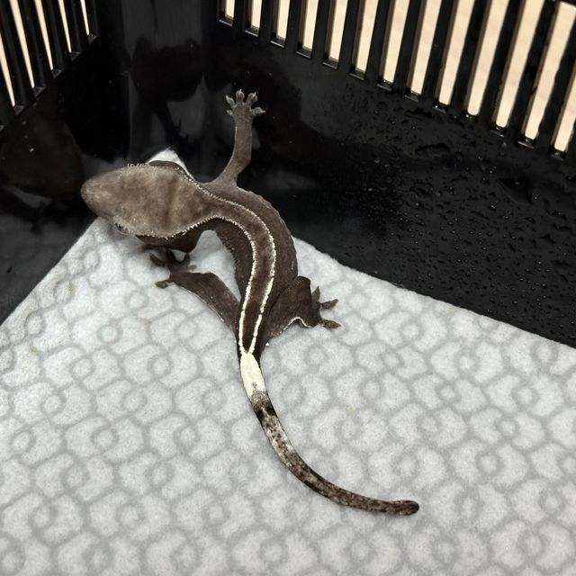 아잔틱 풀핀