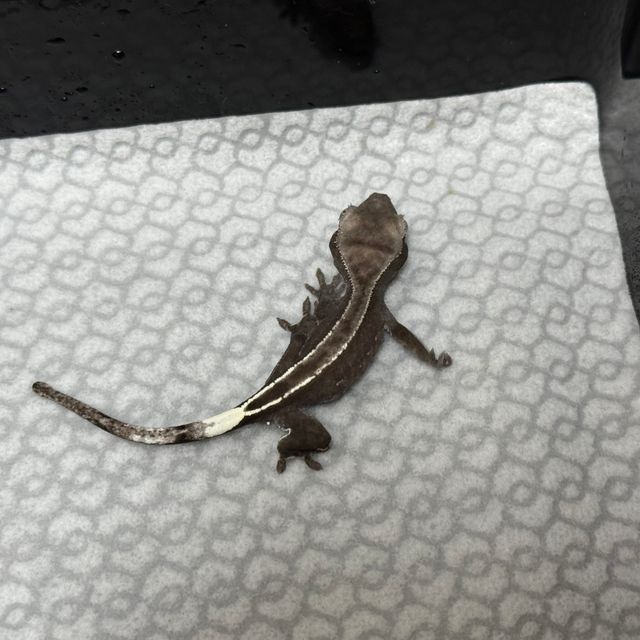 아잔틱 풀핀