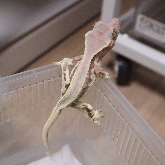 프라푸치노