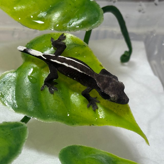 아잔틱