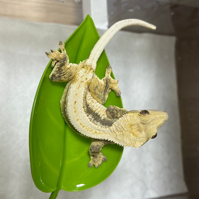 화이트스팟 익스트림할리퀸