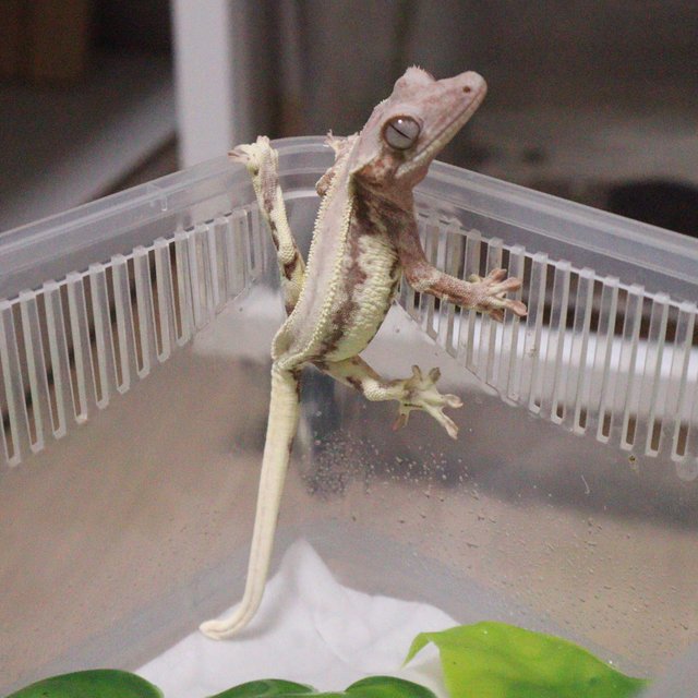프라푸치노