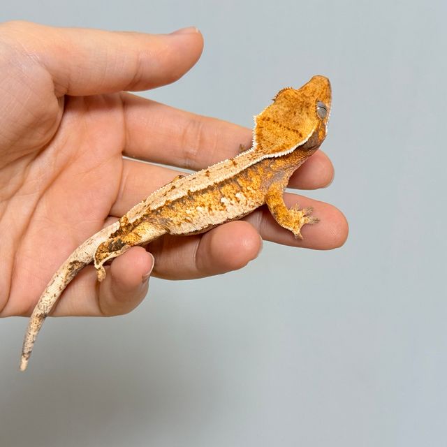 텐저린 트라이 익스트림할리퀸
