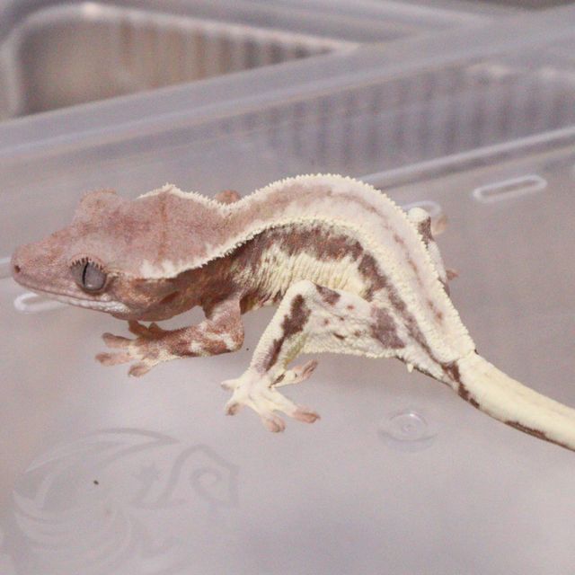 프라푸치노