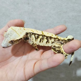 노멀 트라이 익스트림할리퀸
