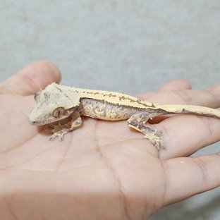 노멀