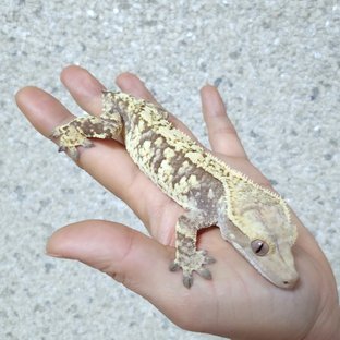 노멀 익스트림할리퀸 할리퀸