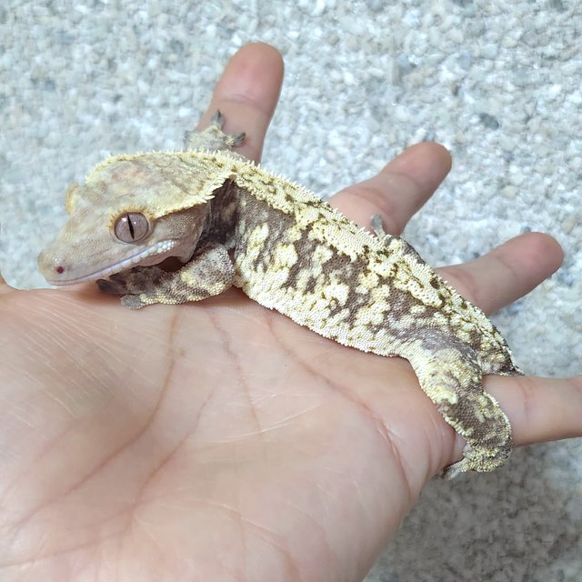 노멀 익스트림할리퀸 할리퀸