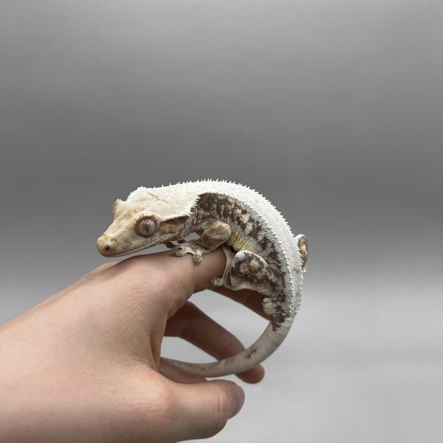 릴리화이트