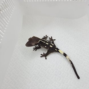 Axanthic