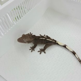 Axanthic