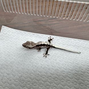 릴잔틱