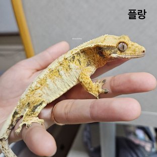 트라이 익스트림할리퀸