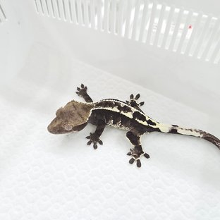 Cappuccino Axanthic