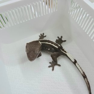 Axanthic