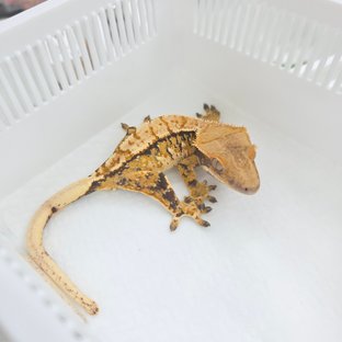 Tri Extreme Harlequin Tangerine