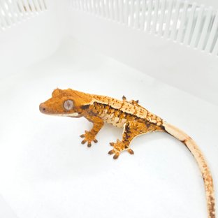 Tangerine Tri Extreme Harlequin