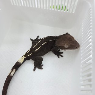 Axanthic