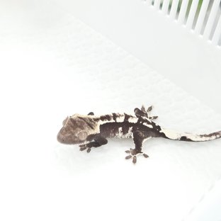 Axanthic