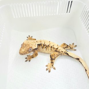 Drippy White Spot Tri Extreme Harlequin