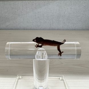 동배