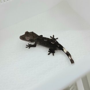 아잔틱