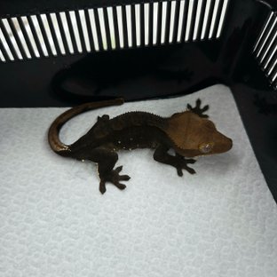 카푸치노 챠콜