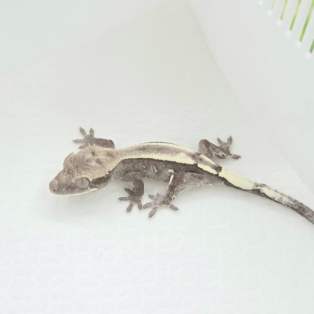 Super Stripe Axanthic Sable