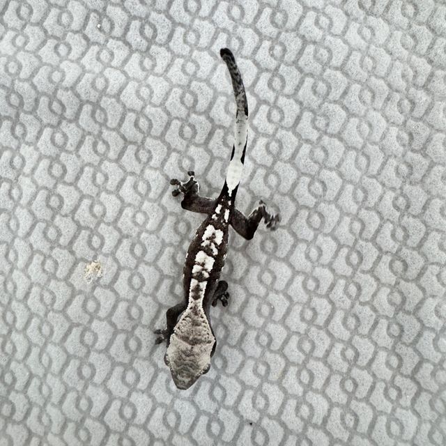 아잔틱