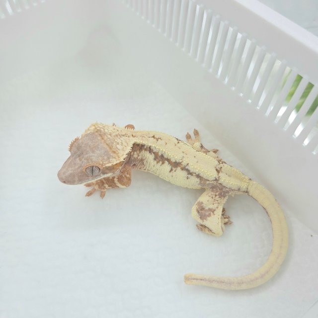 100%헷아잔틱 릴리 세이블