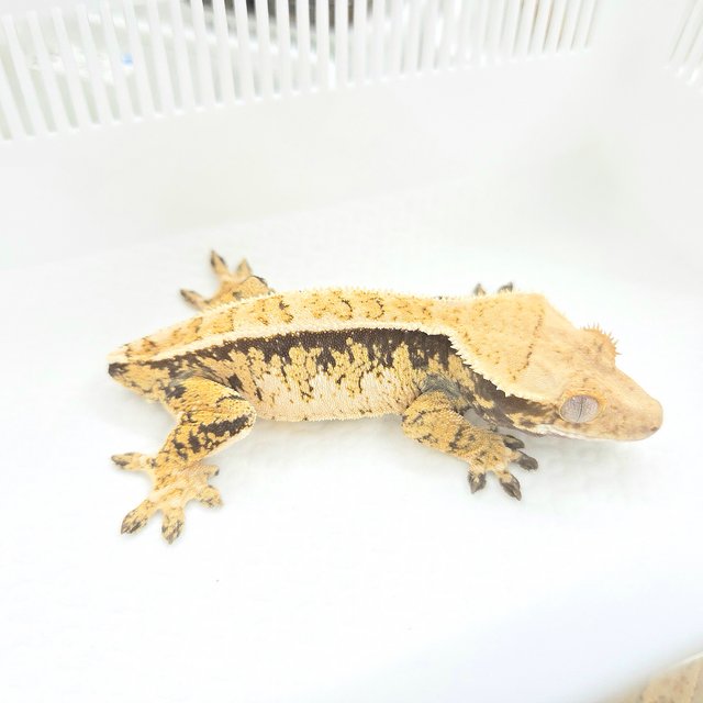 Tri Extreme Harlequin