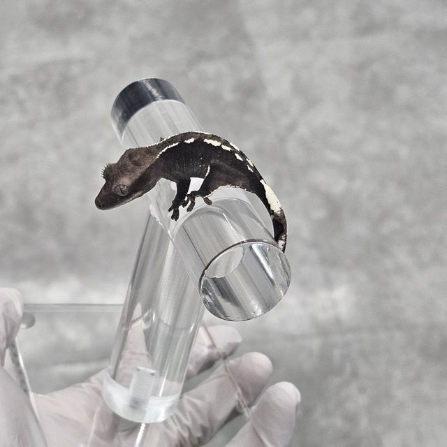 아잔틱