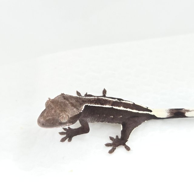 Axanthic