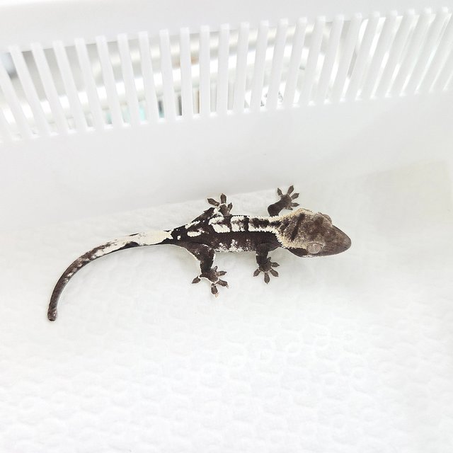 Axanthic