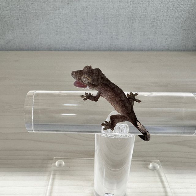 챠콜