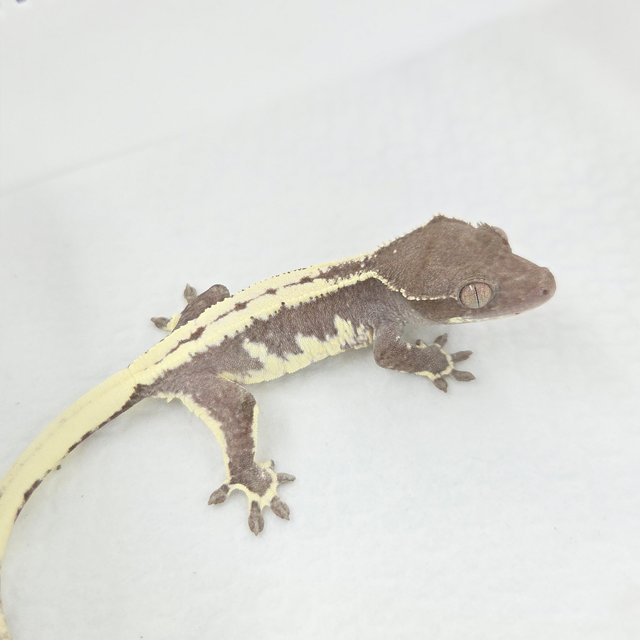 Lilly Axanthic