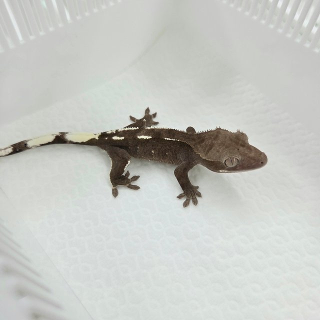 Axanthic