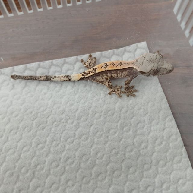 세이블