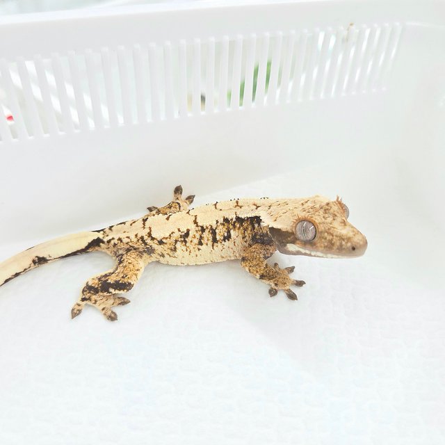 Drippy White Spot Tri Extreme Harlequin