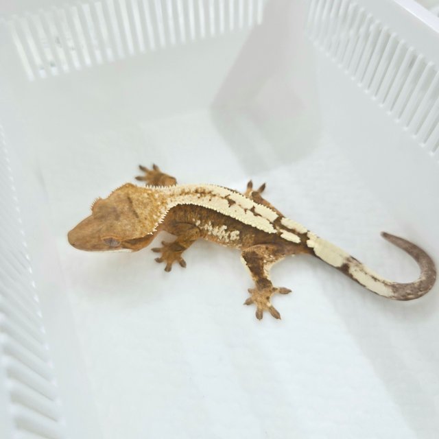 세이블 100%헷아잔틱