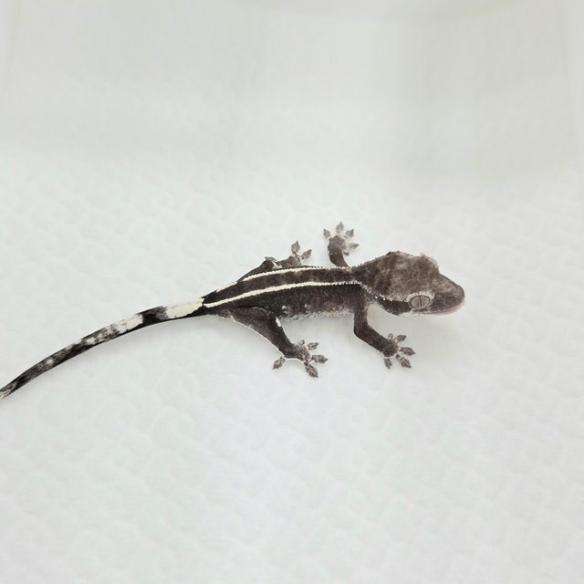 Axanthic