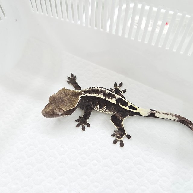Cappuccino Axanthic