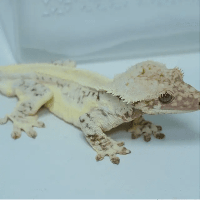 Lilly White Chocho