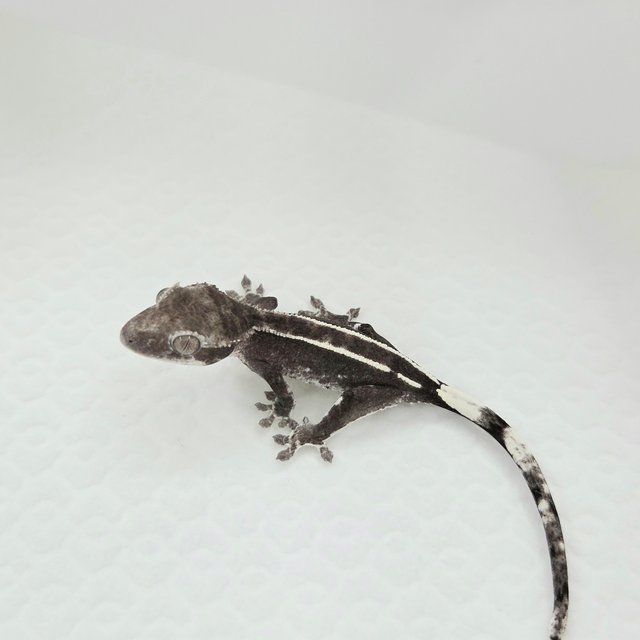 Axanthic