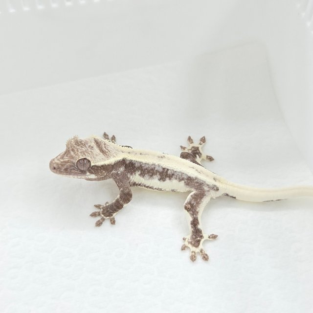 Lilly Axanthic