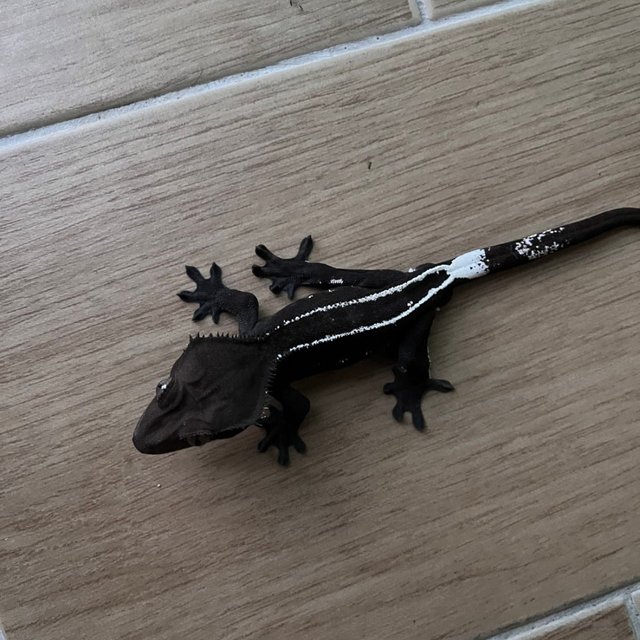 Axanthic