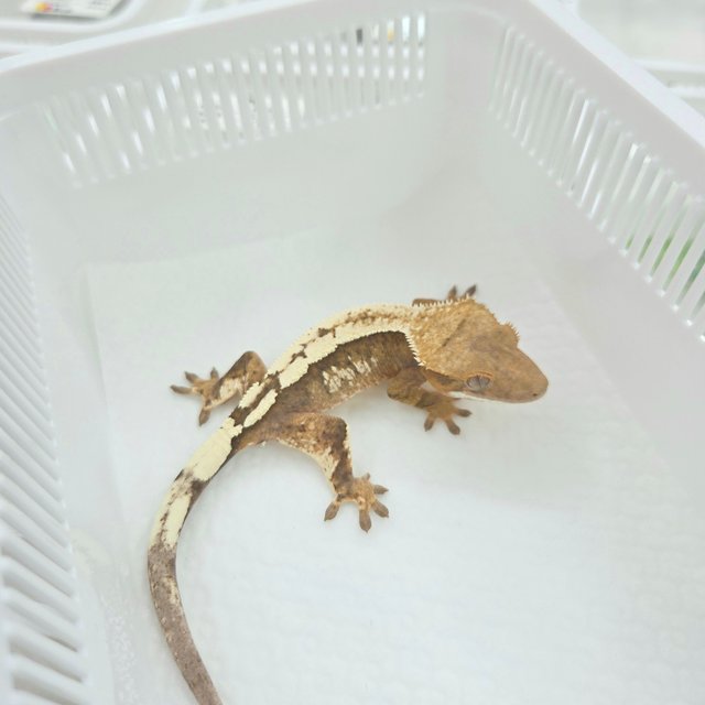 Sable 100% Het Axanthic