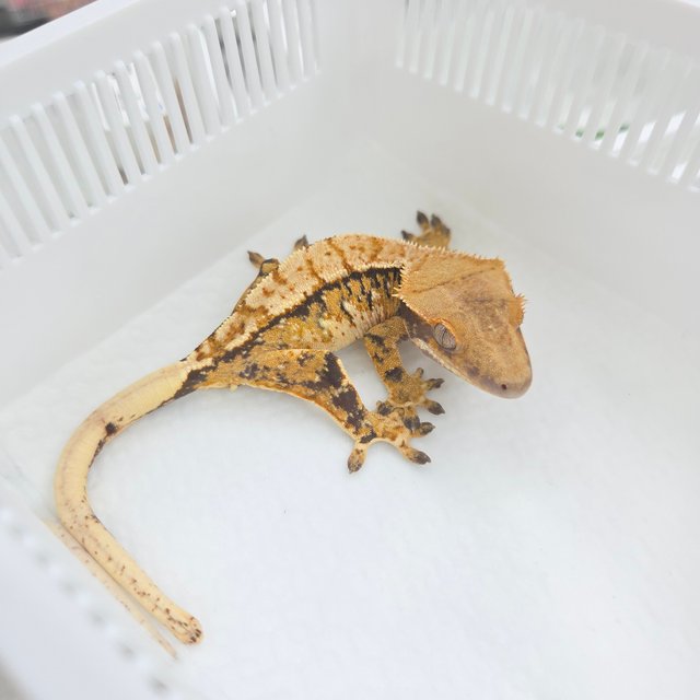 트라이 익스트림할리퀸 텐저린