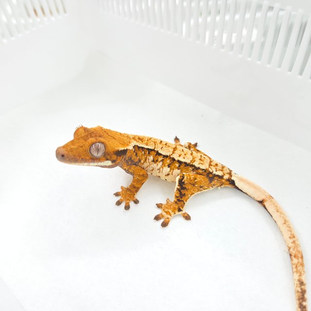 Tangerine Extreme Harlequin Tri